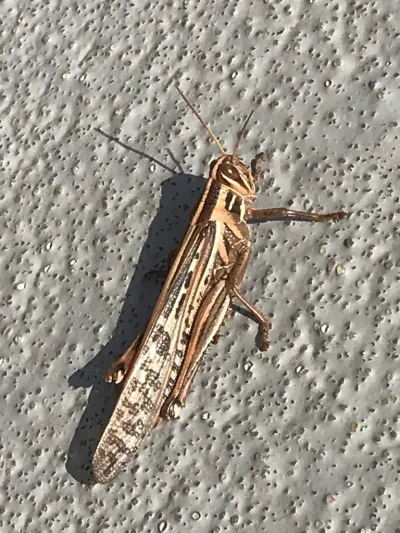American Grasshopper