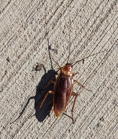 Cockroaches