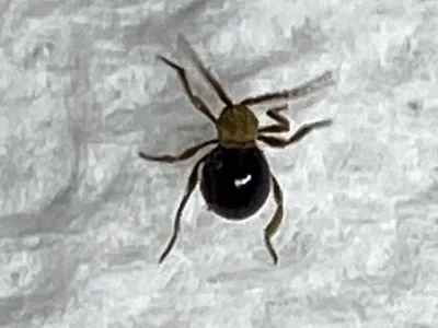 American Spider Beetles