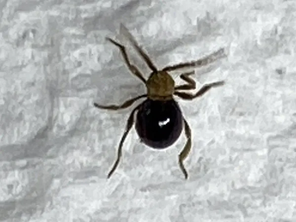 Mezium spider beetle viewed from above showing its glossy black, ball-shaped body, golden scaly head and thorax, and long pale legs