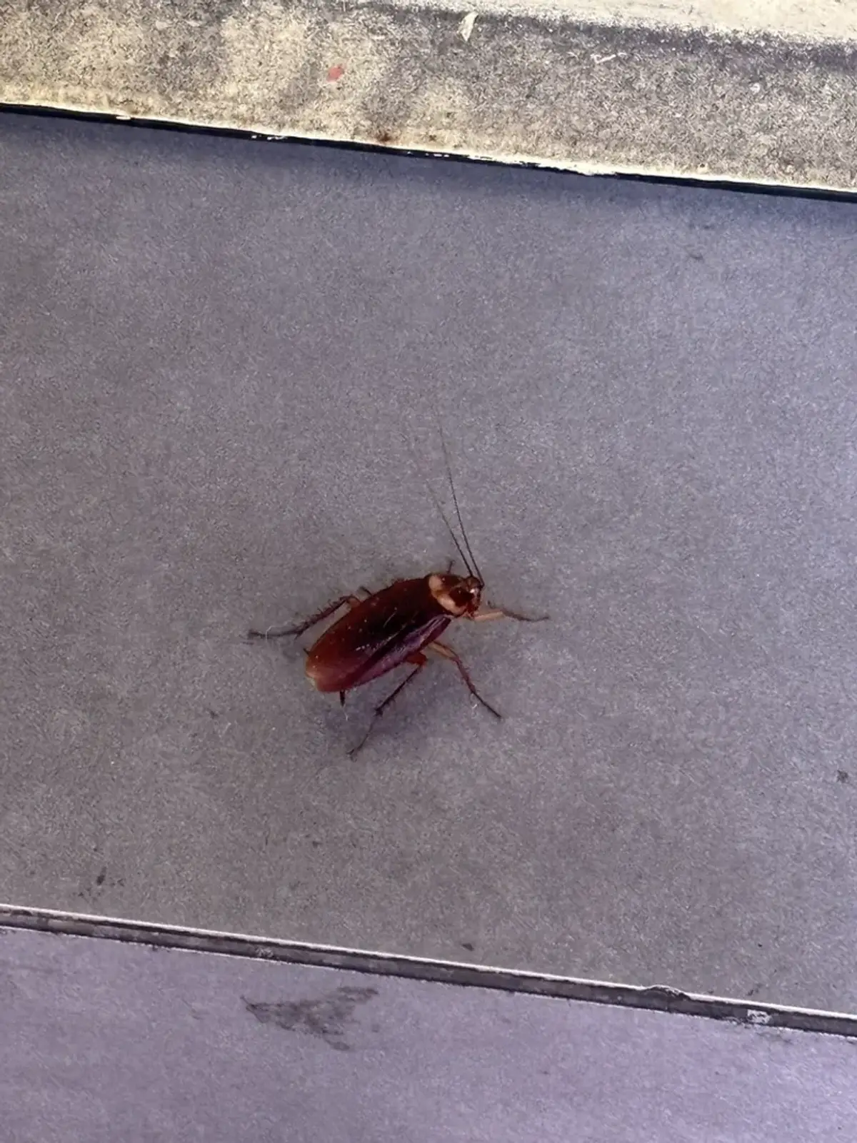 American cockroach on concrete surface