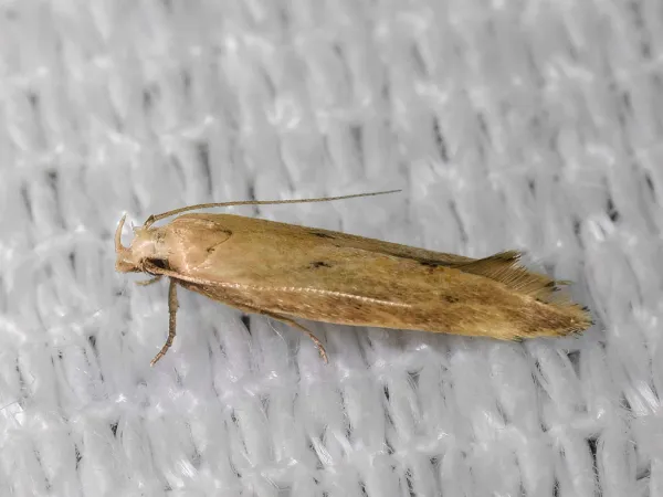 Top-down view of an Angoumois grain moth showing its characteristic buff-colored wings and slender body on textured fabric