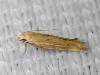 Angoumois Grain Moth