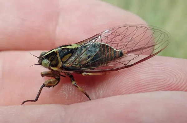 Annual cicada showing characteristic green and black coloring with transparent wings