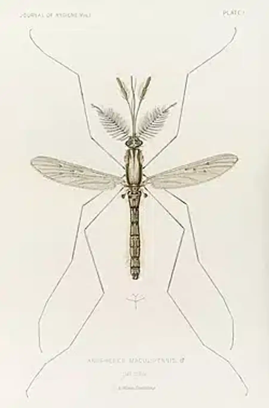 Illustration of Anopheles maculipennis mosquito