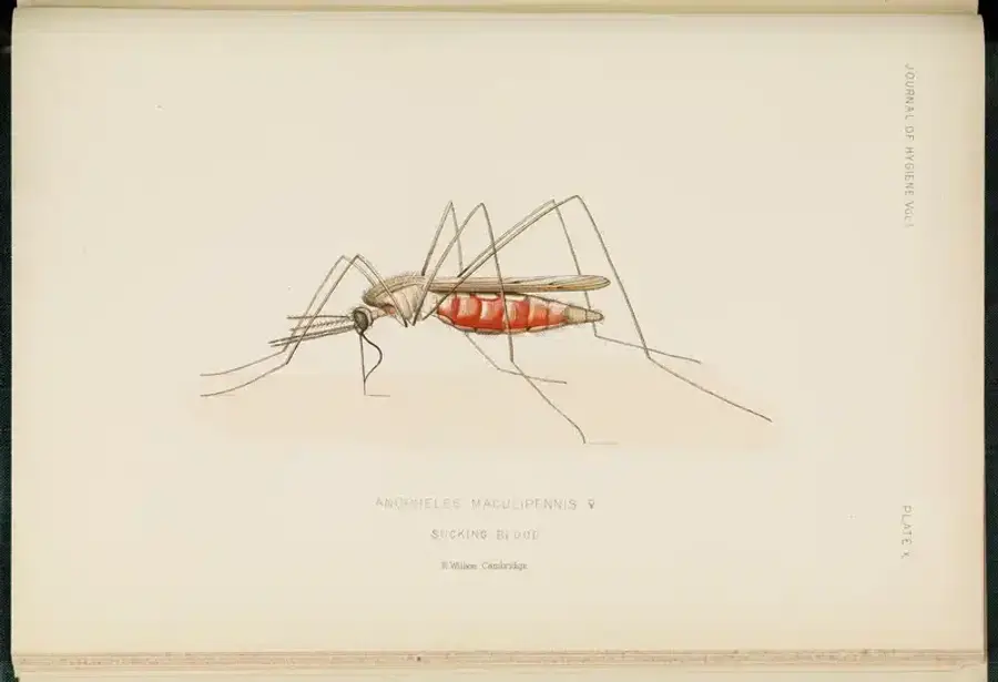 Illustration of Anopheles maculipennis mosquito sucking blood