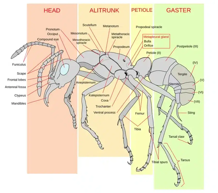 Diagram of ant anatomy