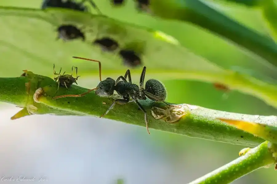 Ant and aphid on a green stem