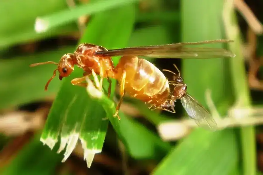 Close-up of an ant and a small fly