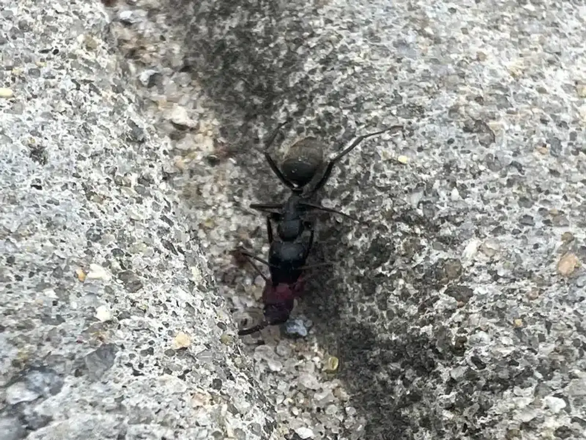 Ant carrying a dead insect away from the colony, showing necrophoresis behavior