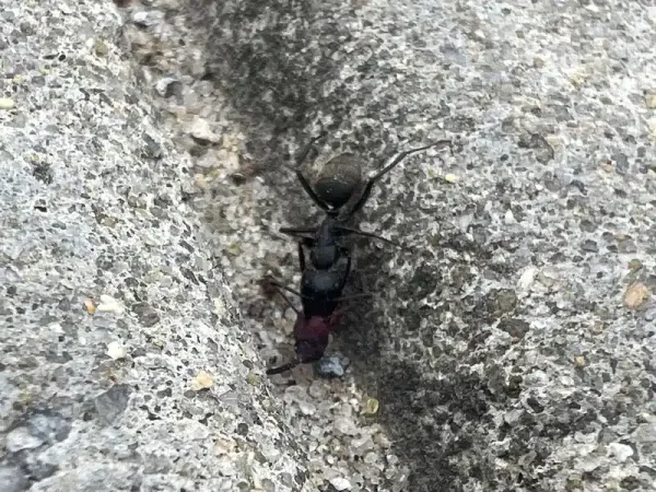 Why Do Ants Carry Dead Ants: Fascinating Colony Behavior