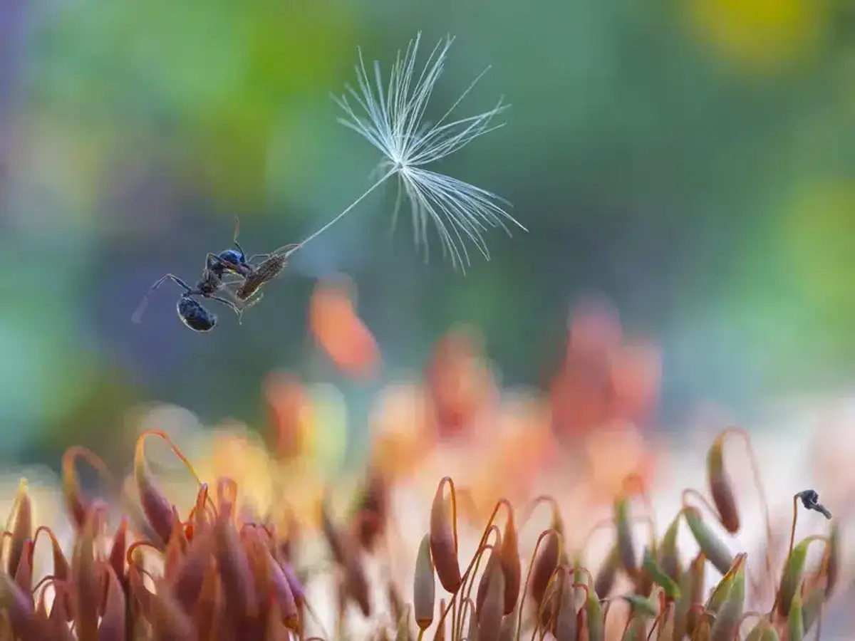 Ant carrying a seed in a garden
