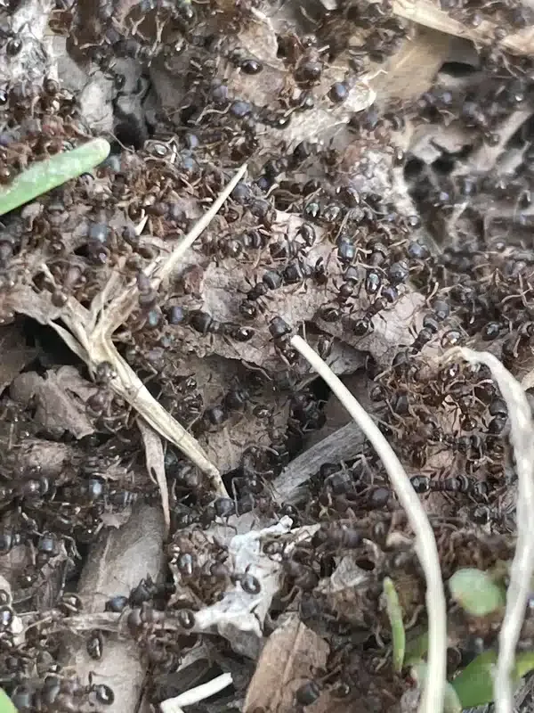 Do Ants Hibernate? Discover Where Ants Go During Winter