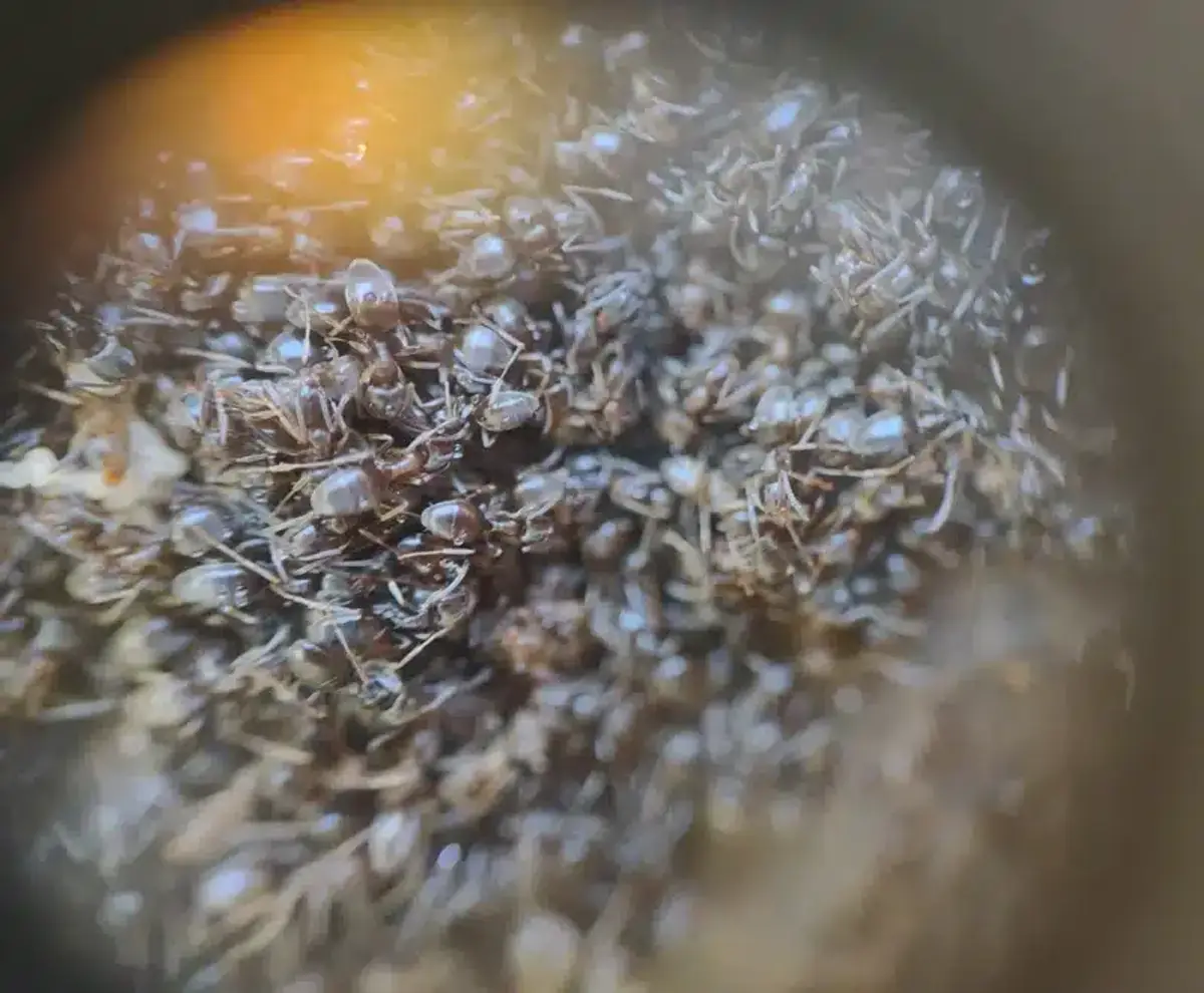 Close-up of ants clustered inside a nest with brood