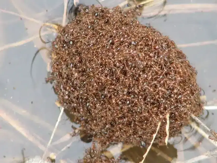 Colony of ants on water surface