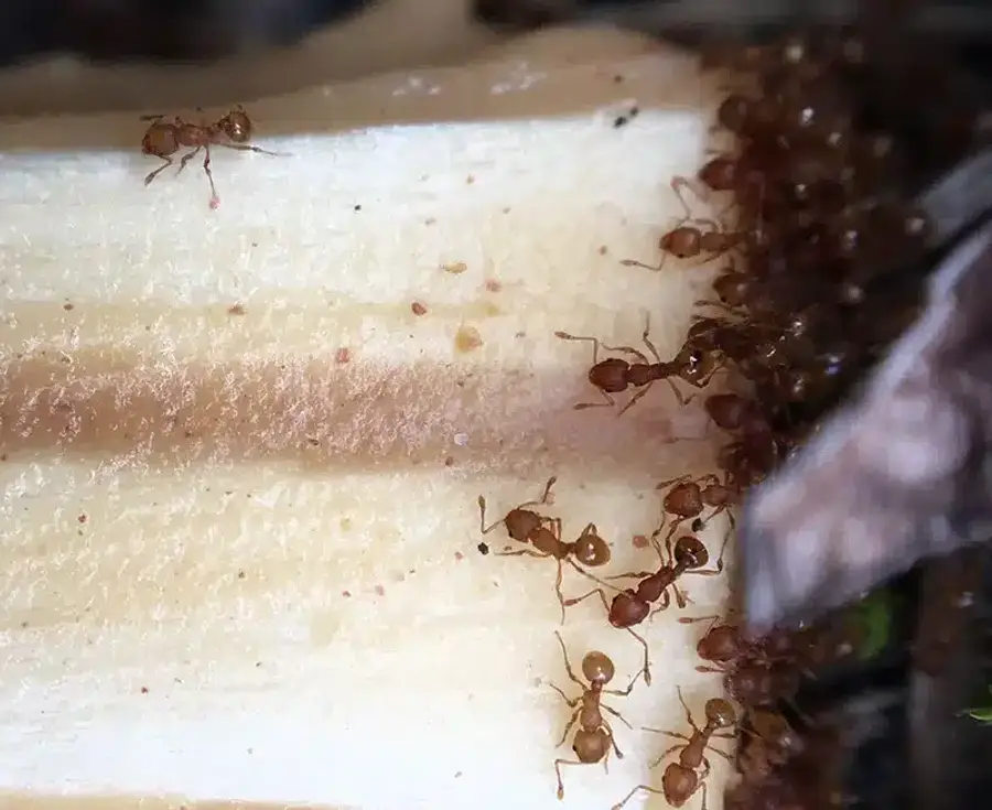 Brown ants on a food surface
