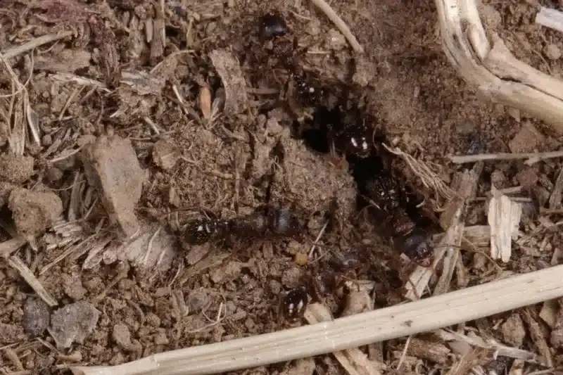 Ant colony around entrance in soil showing natural nesting behavior