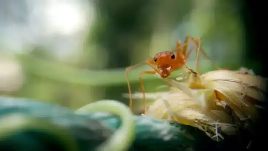 Close-up of an ant on food