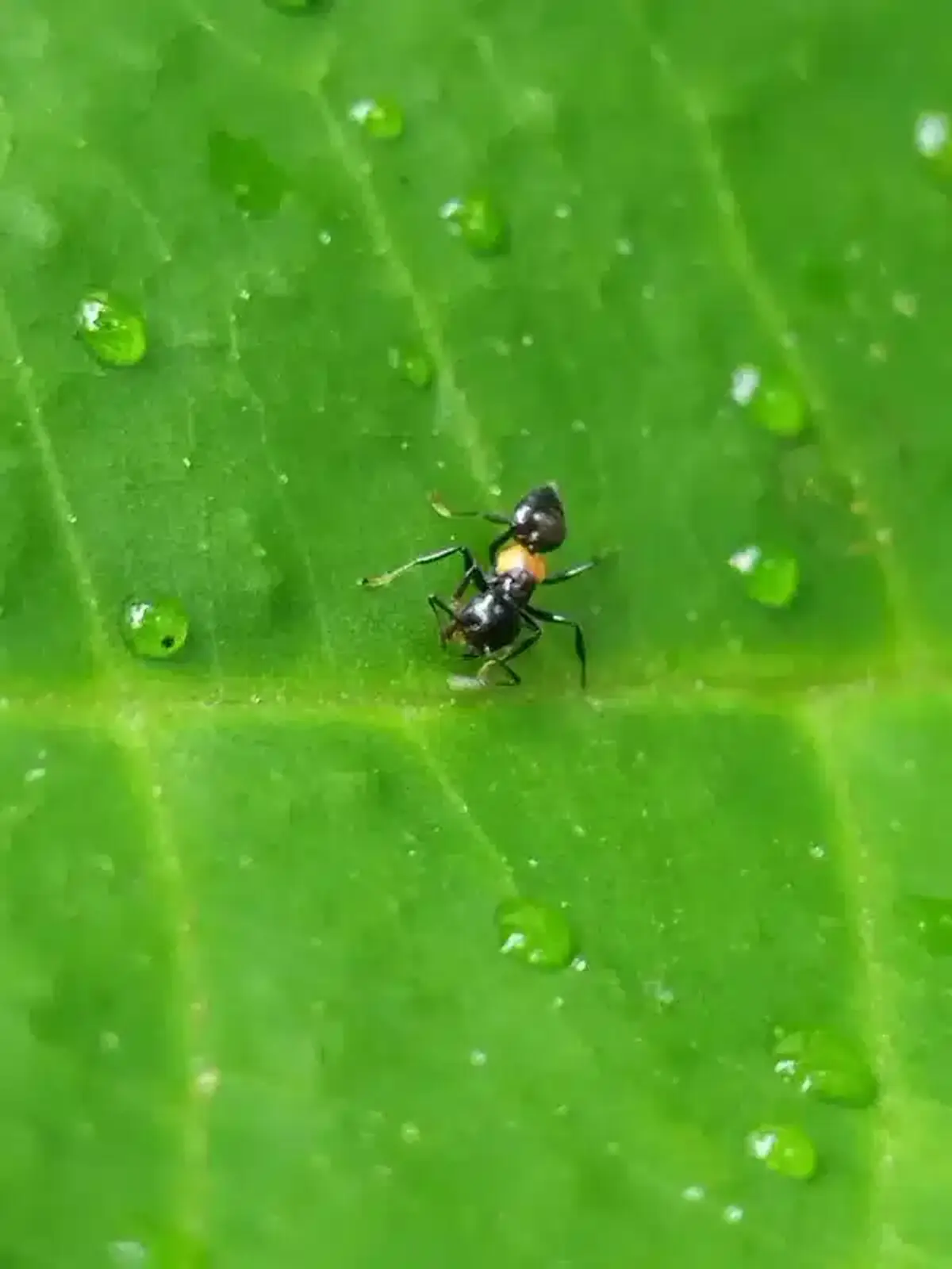 Ant foraging on a wet leaf after rain