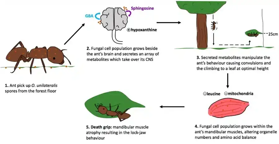 Illustration of ant fungal infection