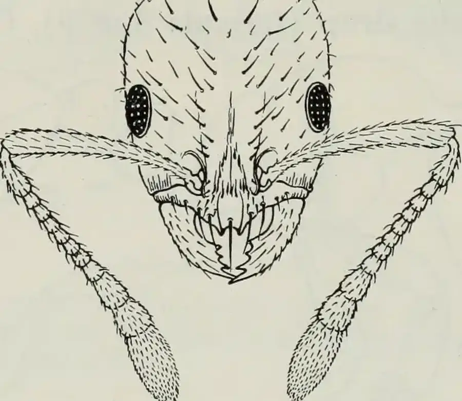 Detailed illustration of an ant's head