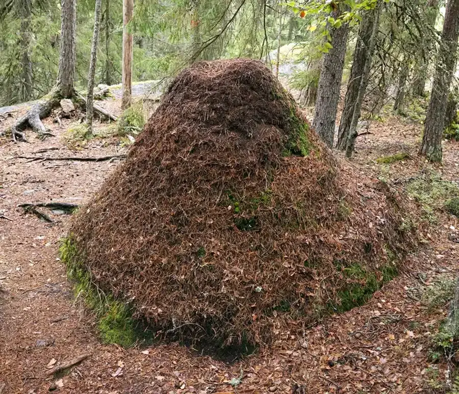 Large ant hill in a forest