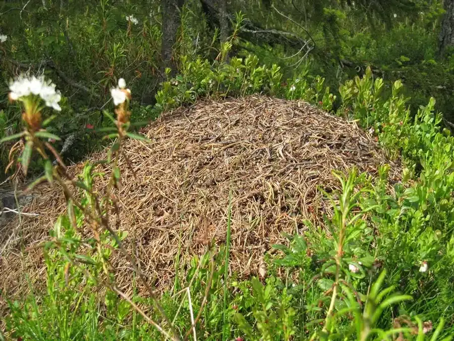 Large ant hill in a forested area