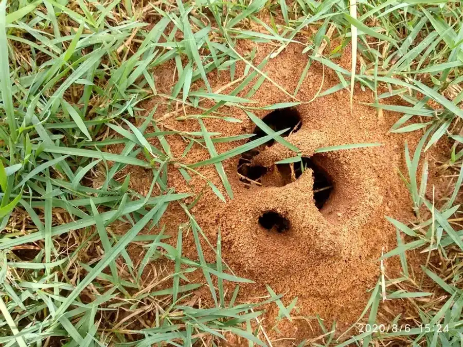 Ant hill in a grassy area