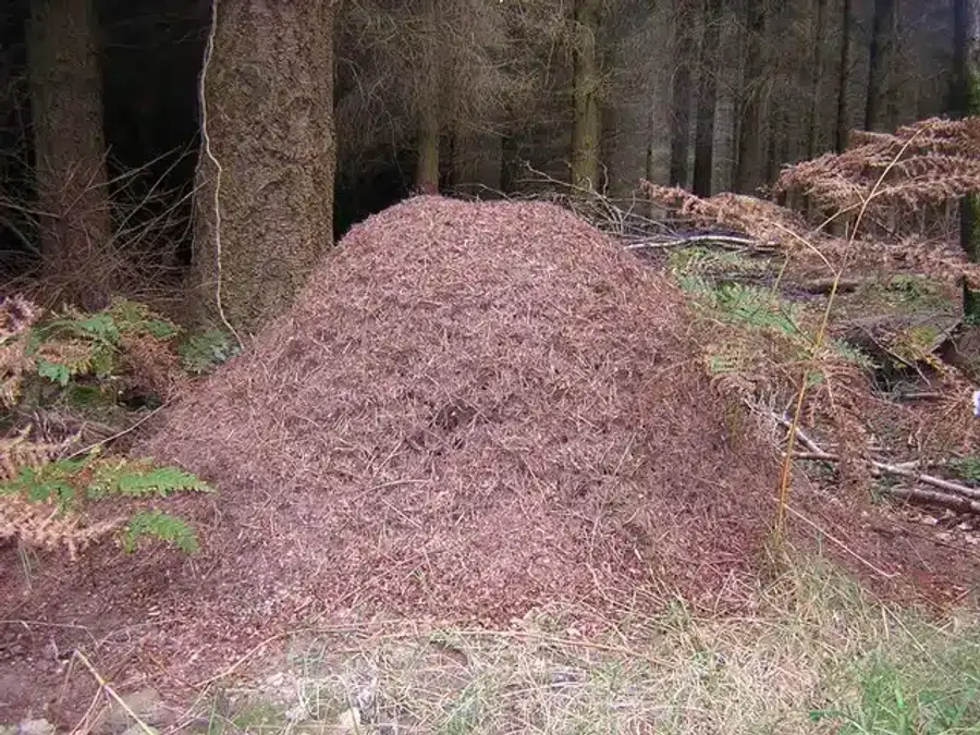 Large ant hill surrounded by trees