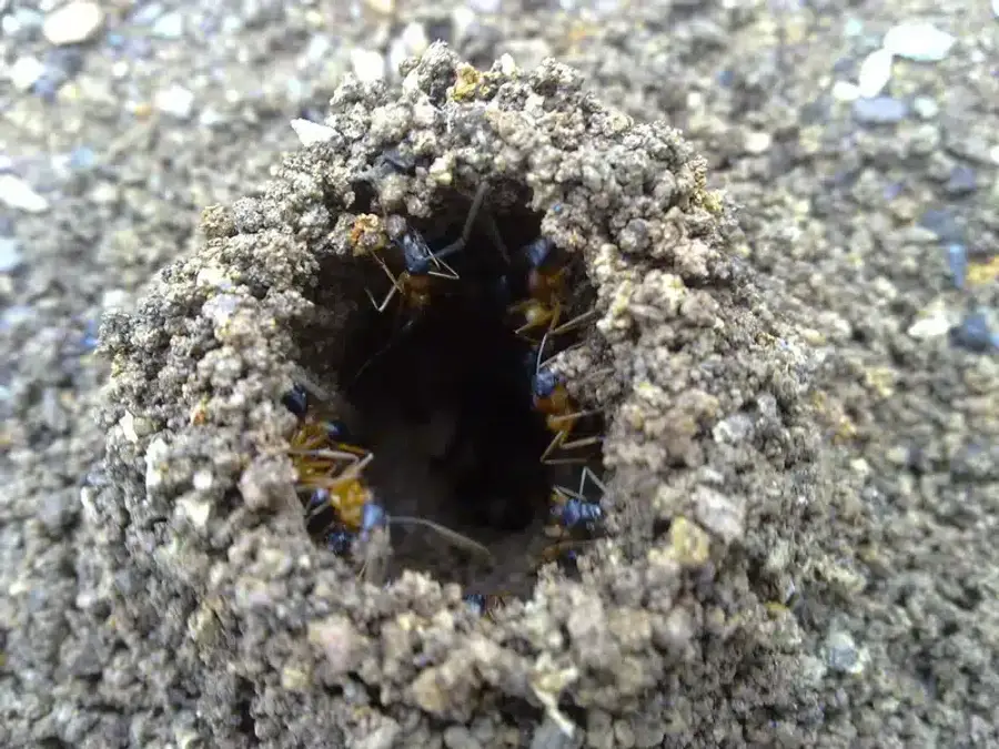 Close-up of an ant hill showing internal tunnel structure