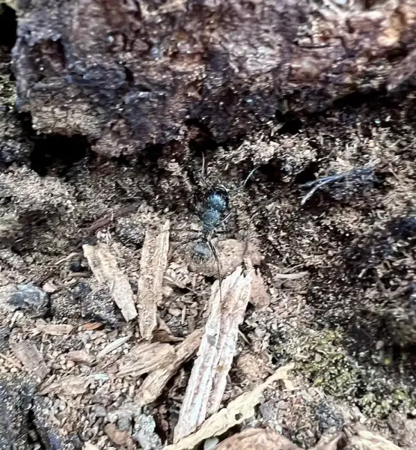 Signs of Carpenter Ant Damage: Spot a Carpenter Ant Infestation