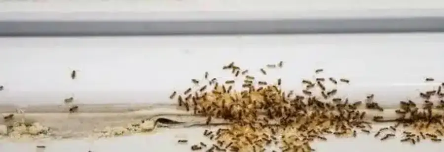 Heavy sugar ant infestation on a bathroom windowsill