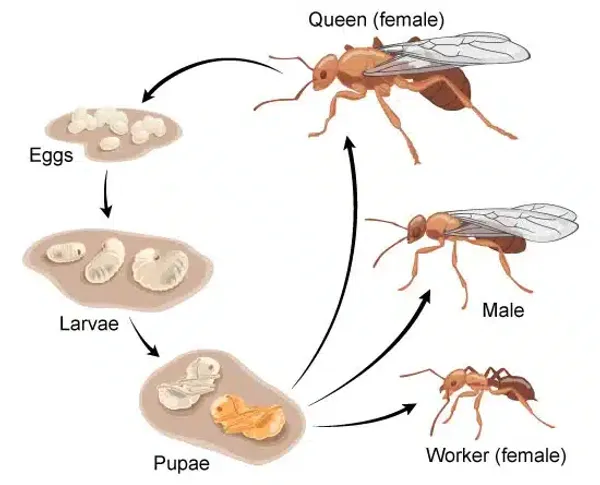 Ant Lifespan: Development Stages and Treatment Tips