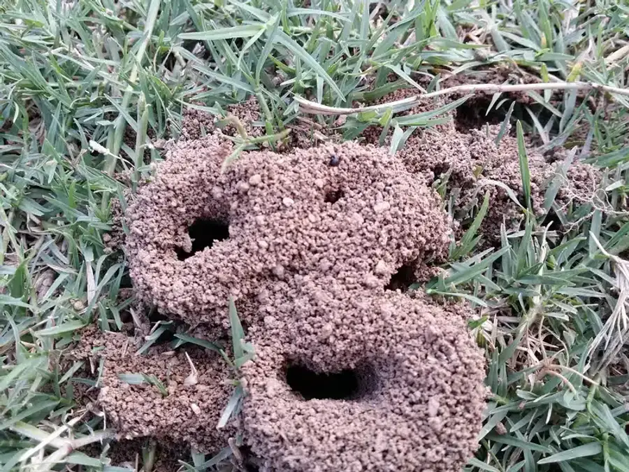 Ant mound in a grassy area