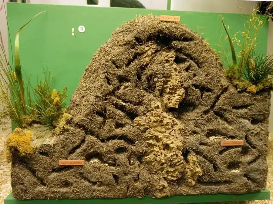 Model of an ant nest