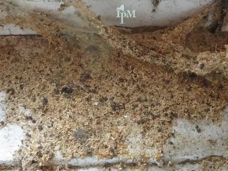 Ant nest visible in a house corner near the wall