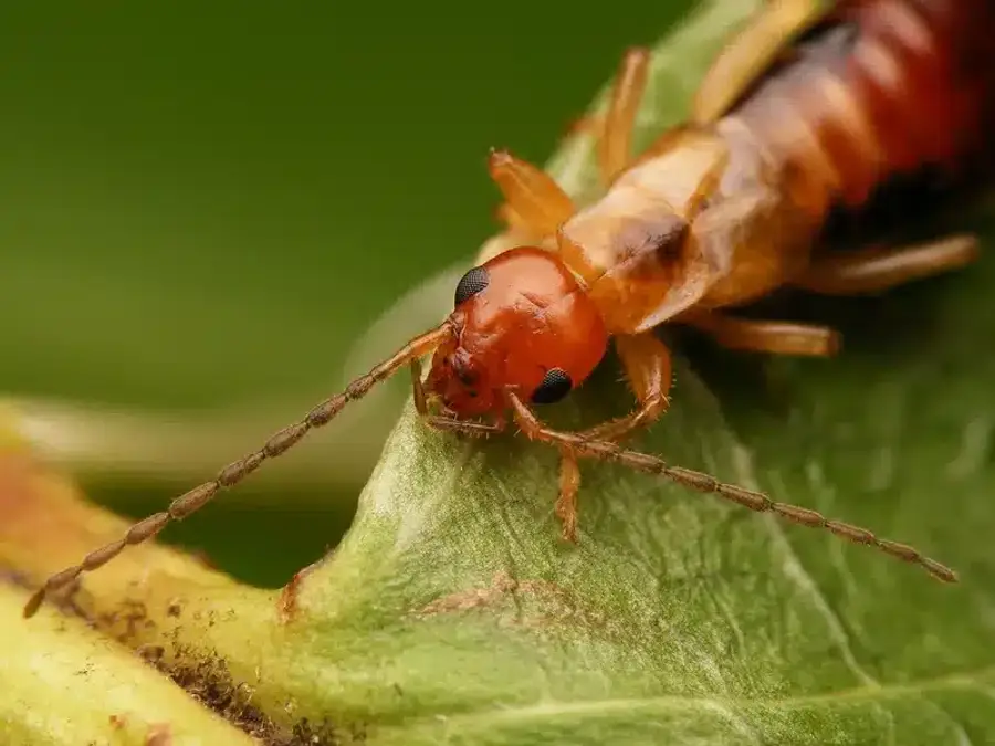 Close-up of an ant on a leaf