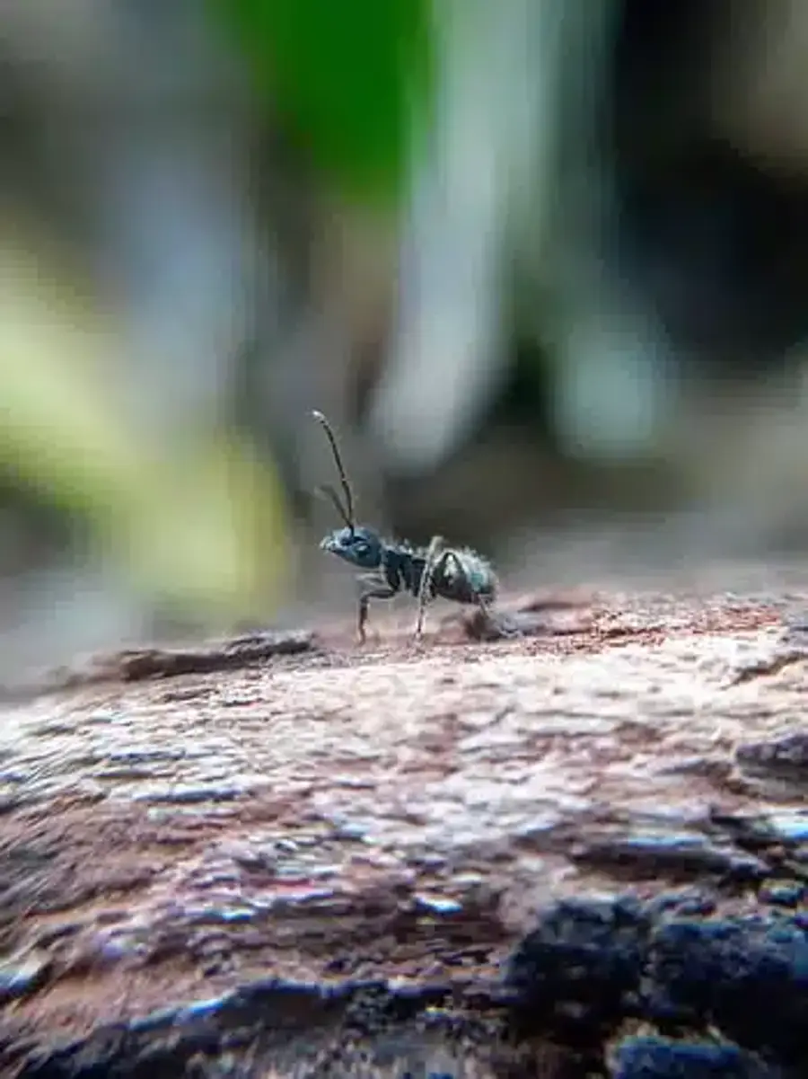 Close-up of an ant on bark showing body features