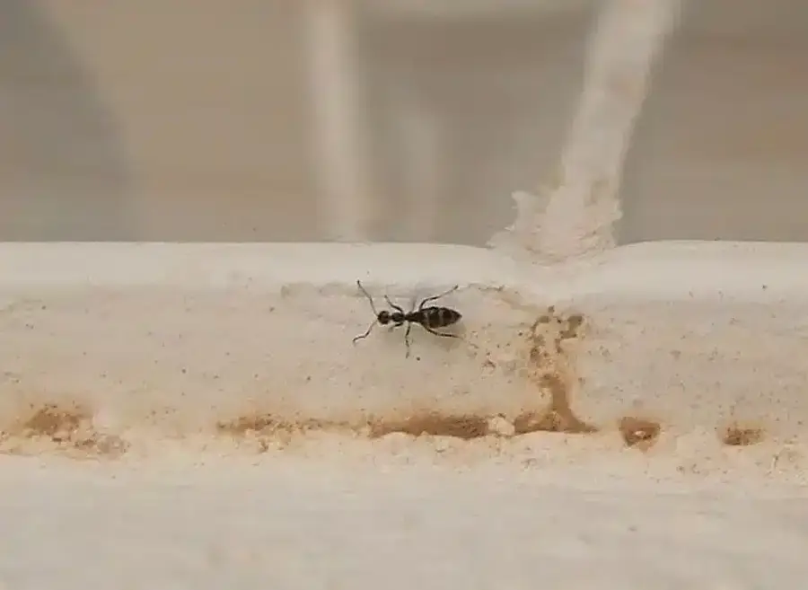 Ant crawling on a surface