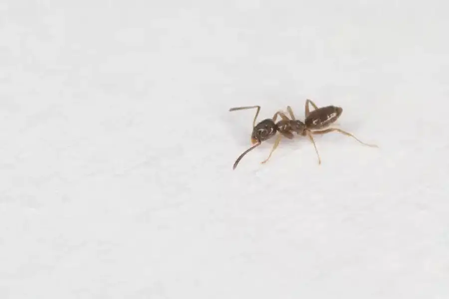 Small ant on a white surface showing its tiny size typical of kitchen ant species