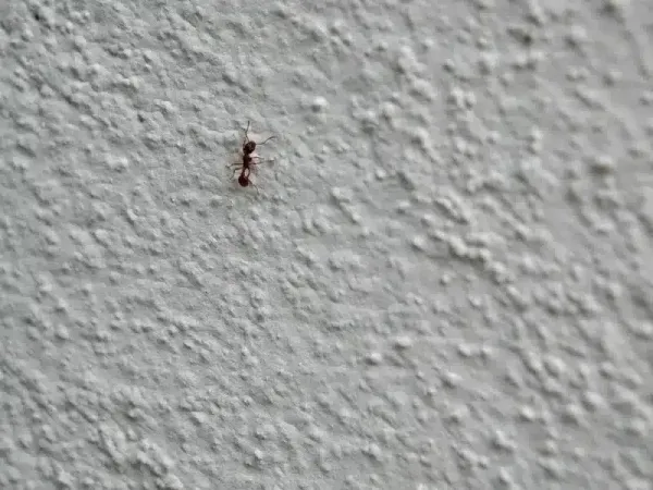 Ants in Walls: Why They Invade and How to Remove Them