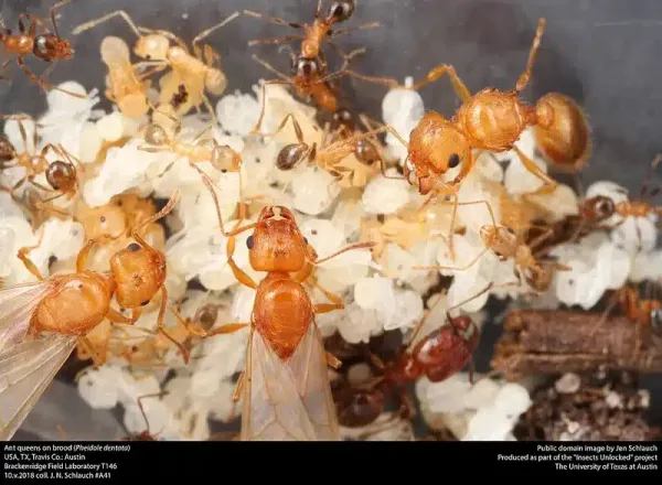 Do Ants Sleep? Revealing Ant Rest Patterns & Facts