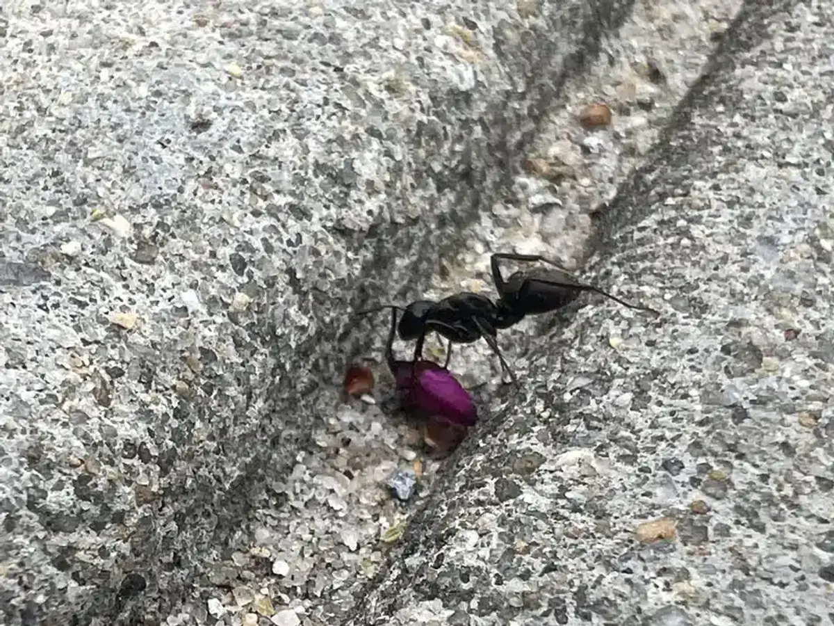 Ant handling dead insect debris on pavement