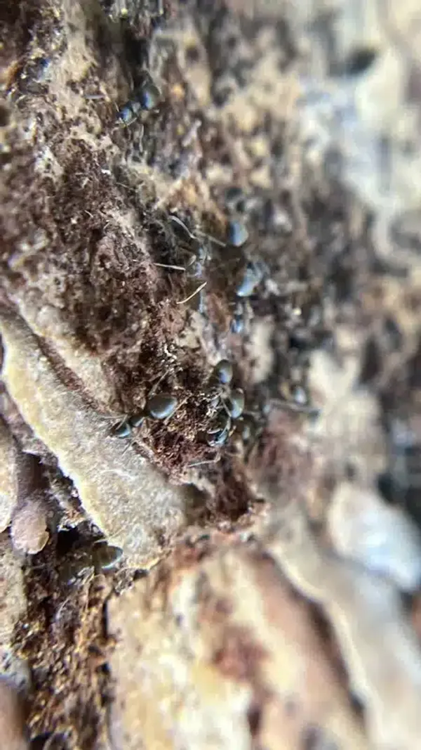 Ghost Ants vs Sugar Ants: Identify These Tiny Home Invaders
