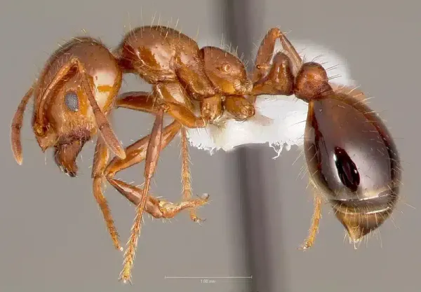 Ant Identification Chart With Pictures: 16 Common Ants