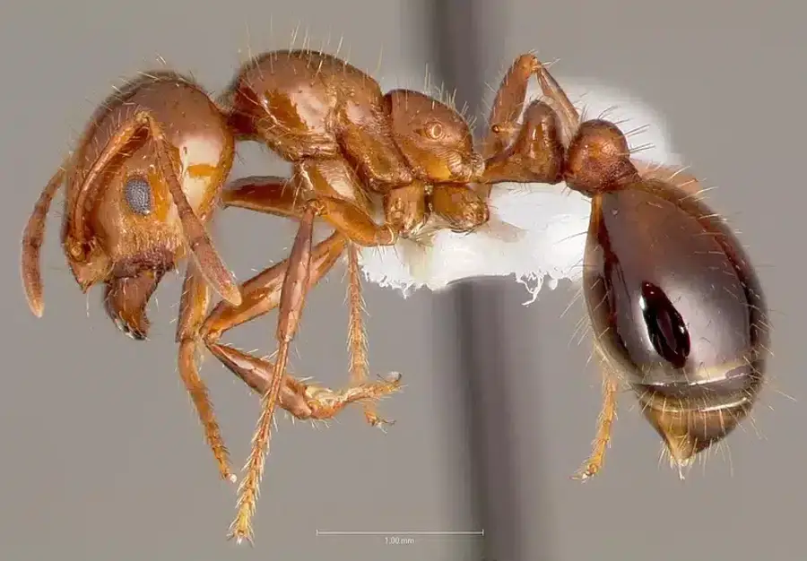 Ant examining a food source, demonstrating foraging behavior