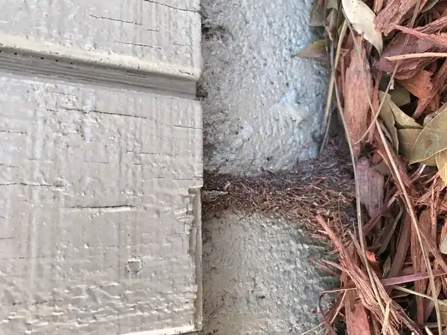 Trail near house foundation showing area to inspect for mud tubes