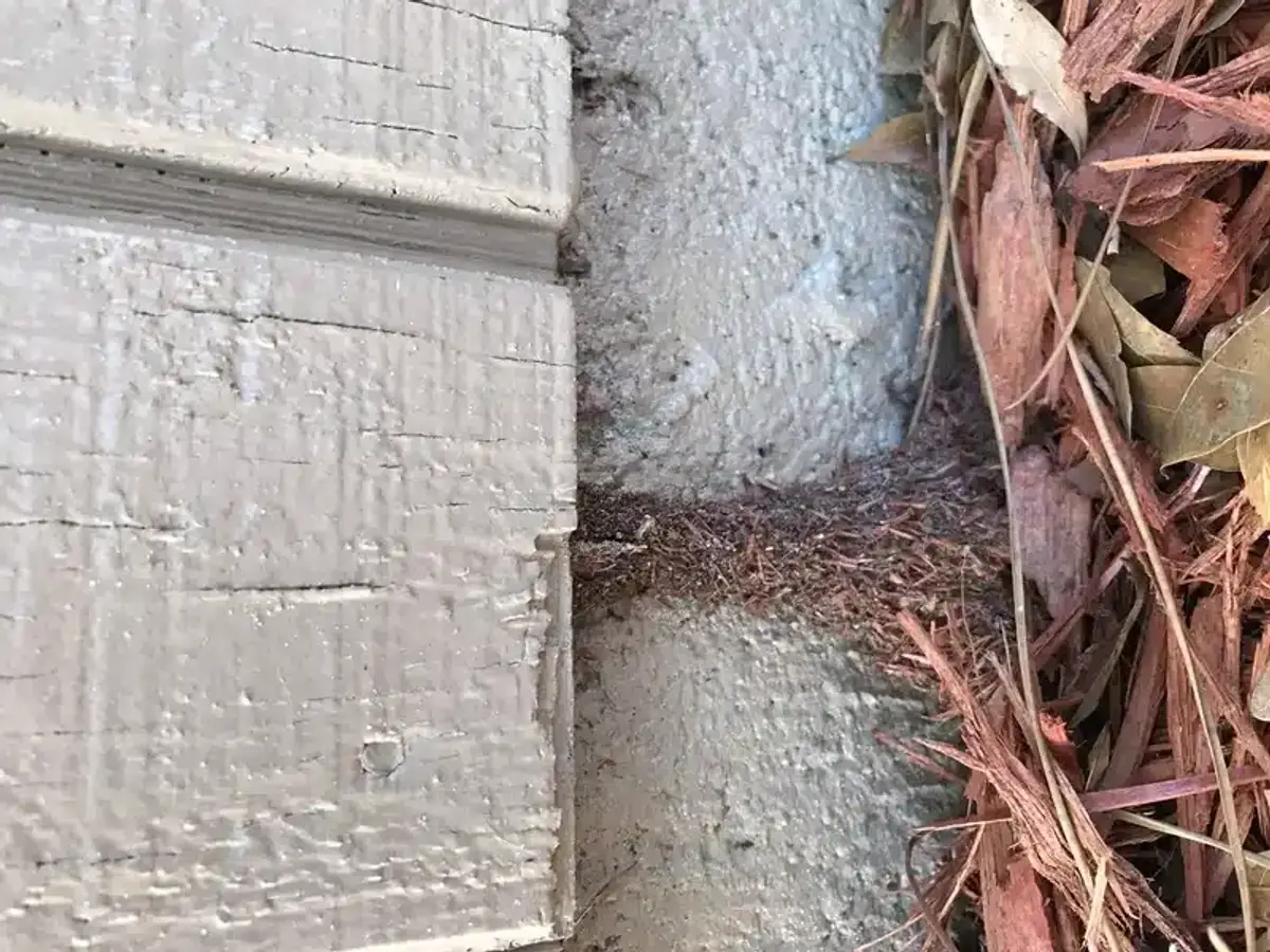 Ant trail running along a house foundation beside mulch