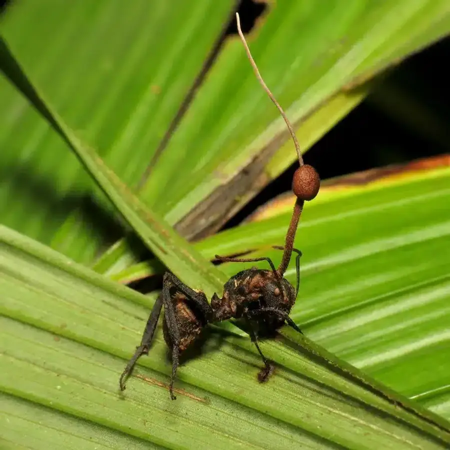 Ant on a green leaf with fungus