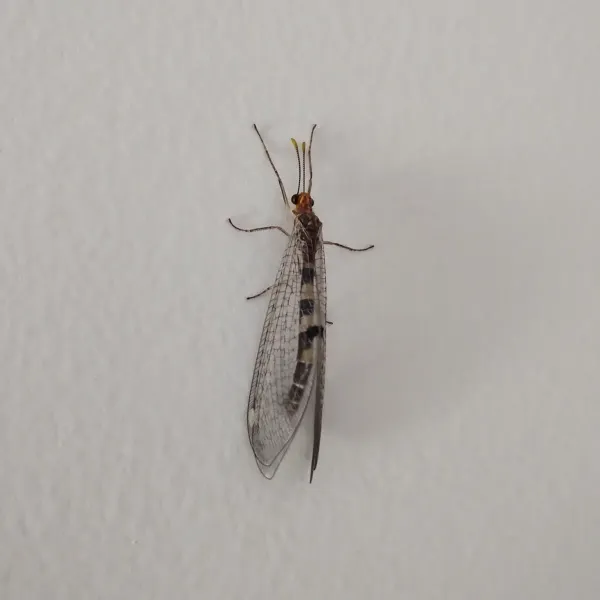 Adult antlion resting on a white surface showing elongated body and delicate wings